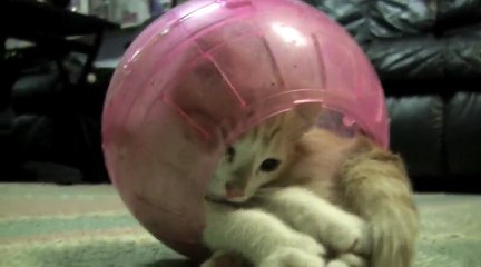 Kitten In Hamster Ball -