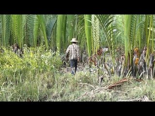 Burma's mangroves in danger of extinction