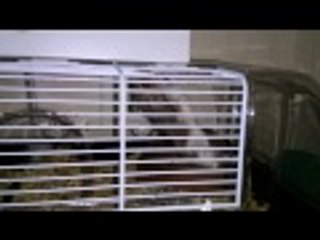 Cray Cray Hamster