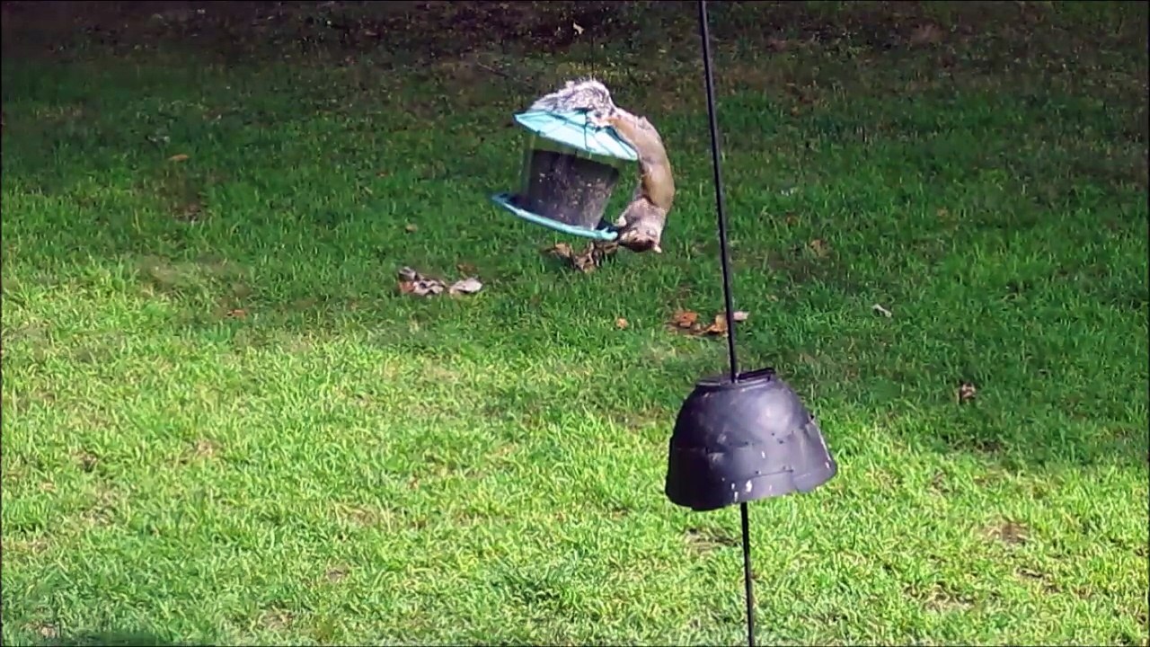 Feeder Clinging Squirrel