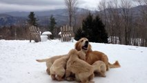 Trop mignon une golden retriever joue dans la neige avec ses chiots