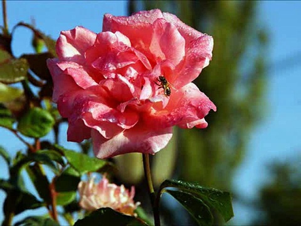 Gülten Benli - Ah Edip De Feryat Figan Ağlama