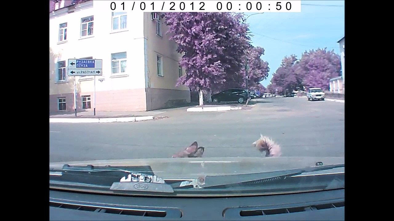 Psychic Dog Warns Driver