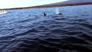 Une orque s'amuse à balancer une tortue de mer dans les airs