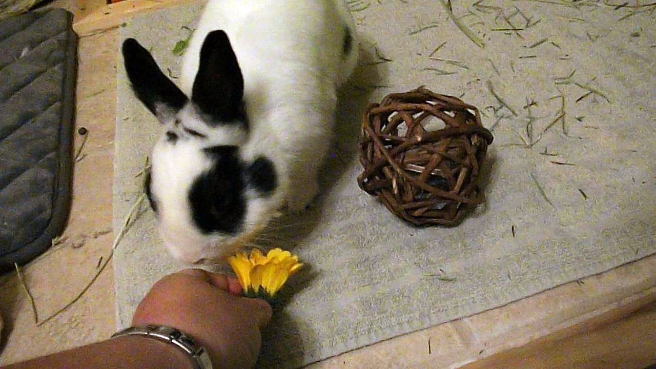 Découverte du soucis (17-08-16) (1)