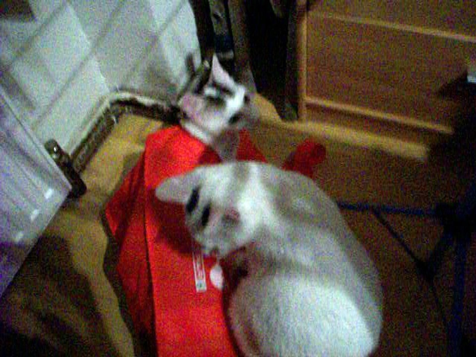 Harvey und Vinzent am 21.08.2016