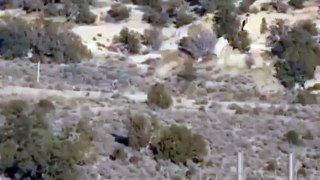 Cette créature vient tout juste d'être filmée dans le désert et personne sait ce que c'est!
