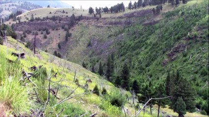 # 20 usa 2015 Yellowstone 5 07 Blacktail Deer Creek