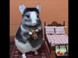 Young Chinchilla Relaxes While Holding Teddy Bear