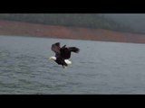 Bald Eagle Swoops Down to Catch Fish