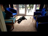 Sunbathing Dog Doesn't Want to Be Disturbed
