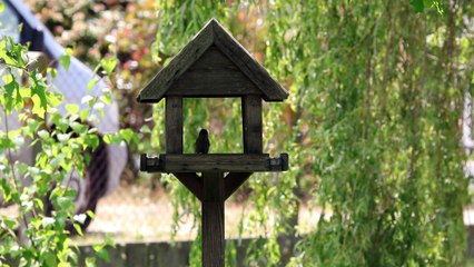 Cat-Porn (Pornographie pour chats)