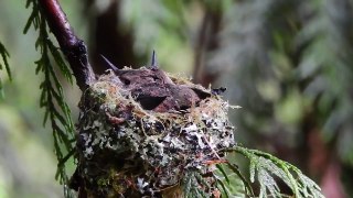 may 28 2016 16:02 - Rufous Hummingbird nestlings