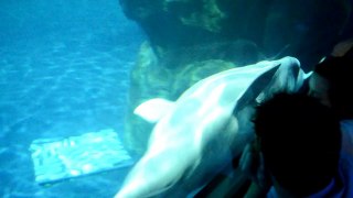 Baby Beluga Shedd Aquarium born Aug 27 2012