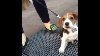 Dog with Floppy Ears Recreates Marilyn Monroe s Famous Vent Scene with this Funny Video