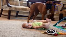 Dogs are great babysitters and nannies - Cute dog & baby compilation