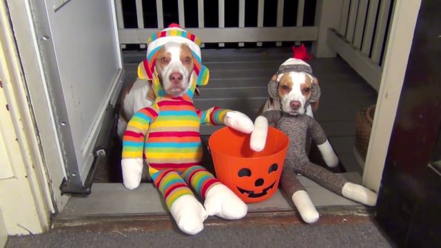Dogs Go Trick or Treating on Halloween Cute Dog Maymo & Puppy Penny