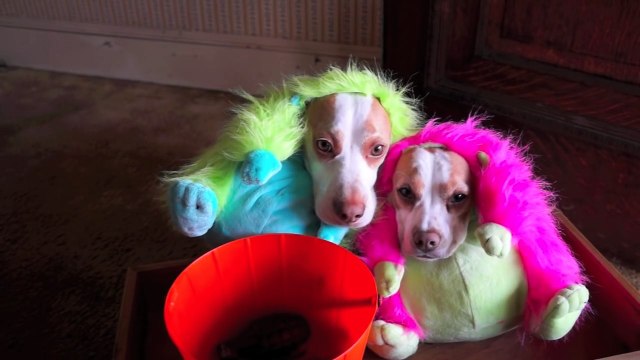 Dogs in Costumes Go Trick-or-Treating on Halloween Cute Dogs Maymo & Penny