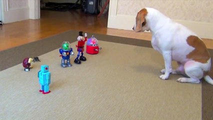 Dog vs. Robot Army  Cute Dog Maymo