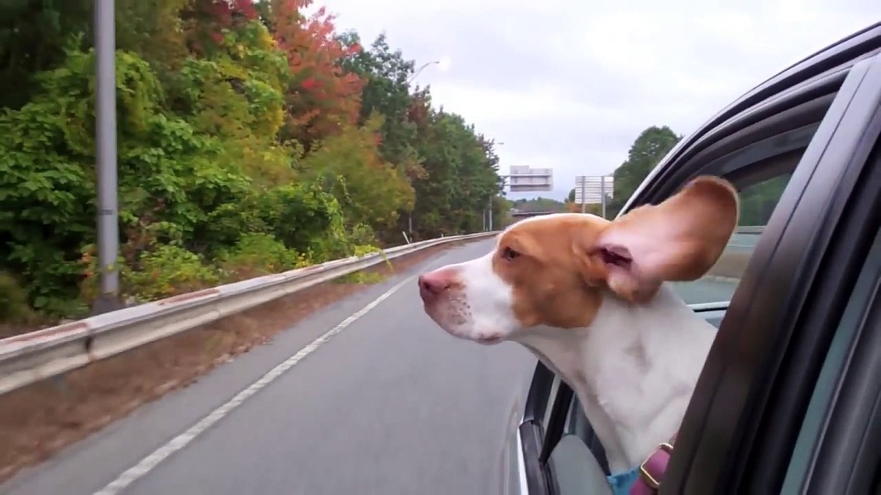 Dog with Floppy Ears Hanging Out of Car  Cute Dog Maymo