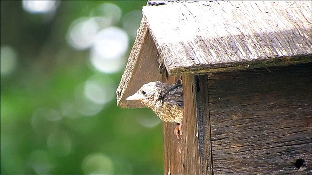 bébé rougequeue quitte le nid