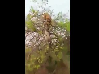 Monkey makes a fool of tiger big cat bites the dust