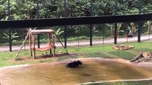 Torturé pendant 9 ans, un ours est libéré. Regardez bien quand il voit l'eau pour la première fois!