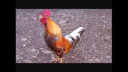 more screaming chicken