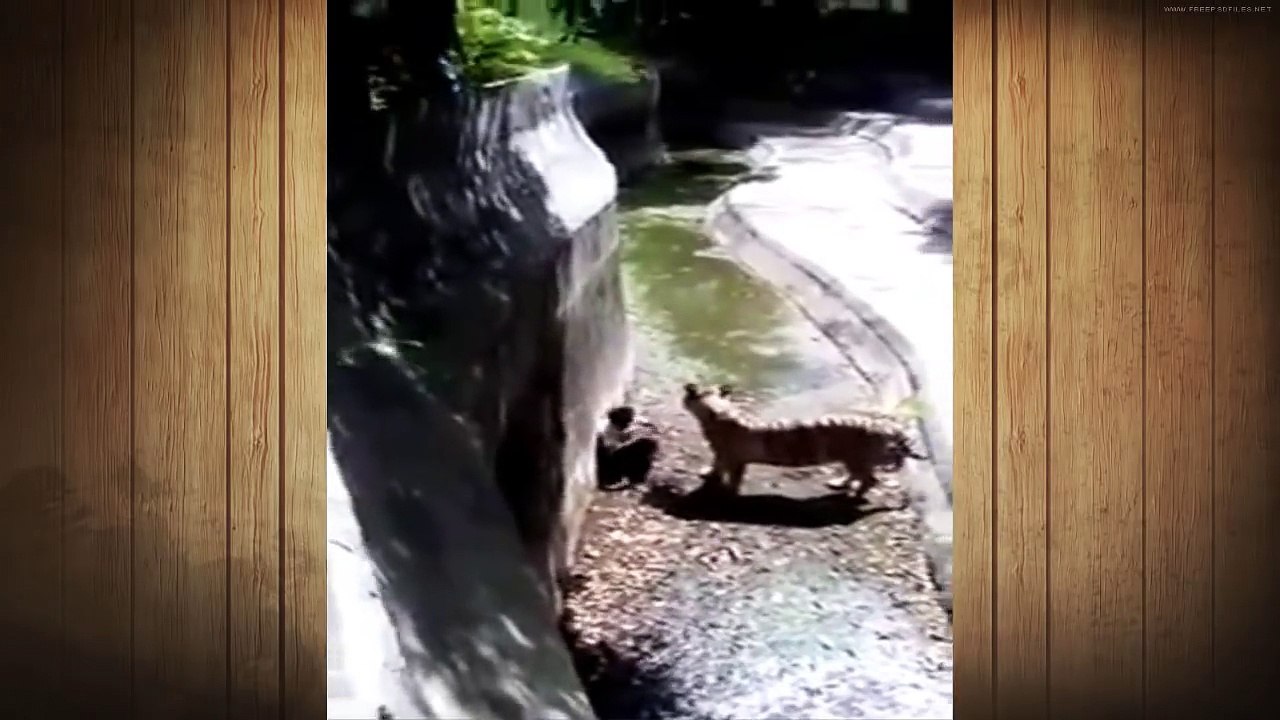 Dangerous Wild _White Tiger Attacks and Kill Man in Zoo 2016 _HD