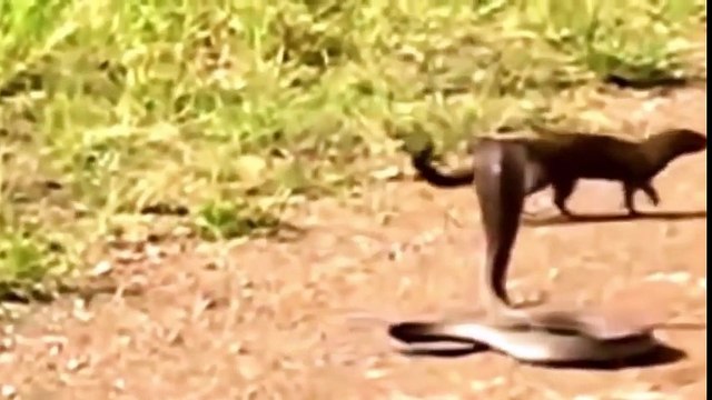 Snake vs Mongoose Real Fight Snake vs Mongoose Snake vs Mongoose Real Fight HD 2016