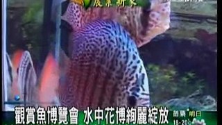2010-10-28-2317-三立台灣台-觀賞魚博覽會 水中花博絢麗綻放-1'42