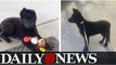 German Shepherd Puppy Stolen From 14-Year-Old Owner At Gunpoint Found Safe