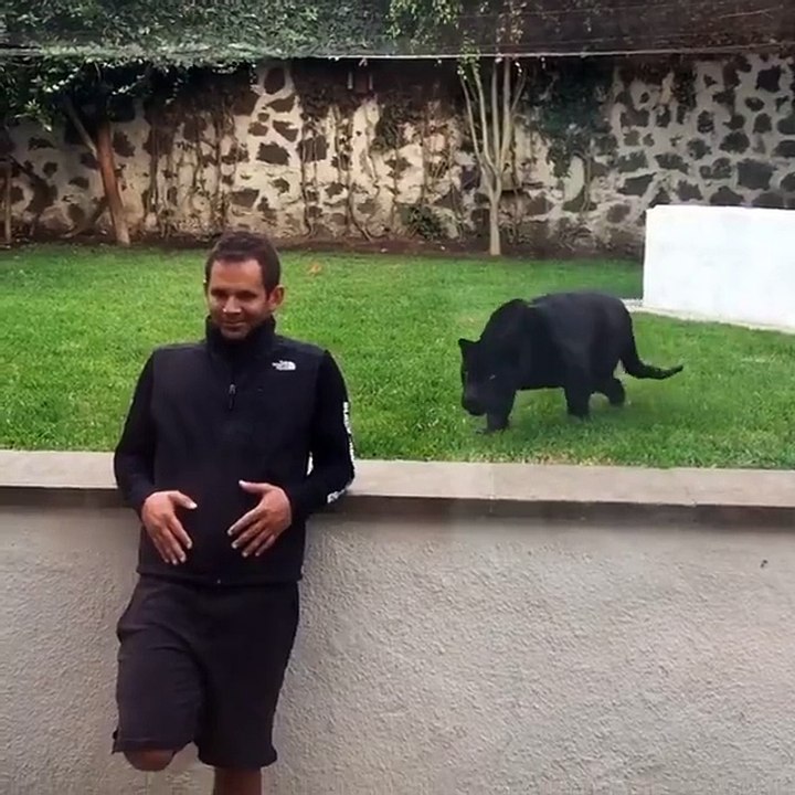 Jaguar attack