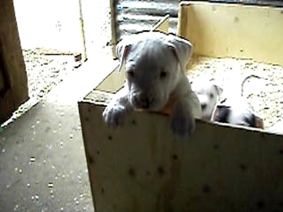 Coucou les bébés dogos !