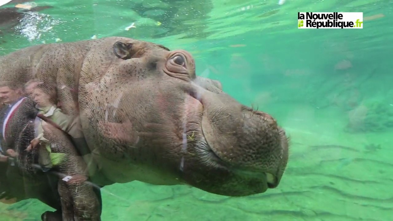 VIDEO (41) Les hippos du zoo de Beauval à Saint-Aignan inaugurés
