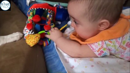 Baby Plays With Dogs Compilation Funny