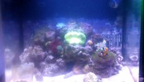 Feeding Clownfish is 29 gallon biocube