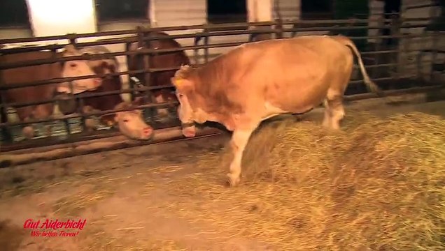 Enfermé depuis toujours, ce taureau va finalement connaître la liberté.