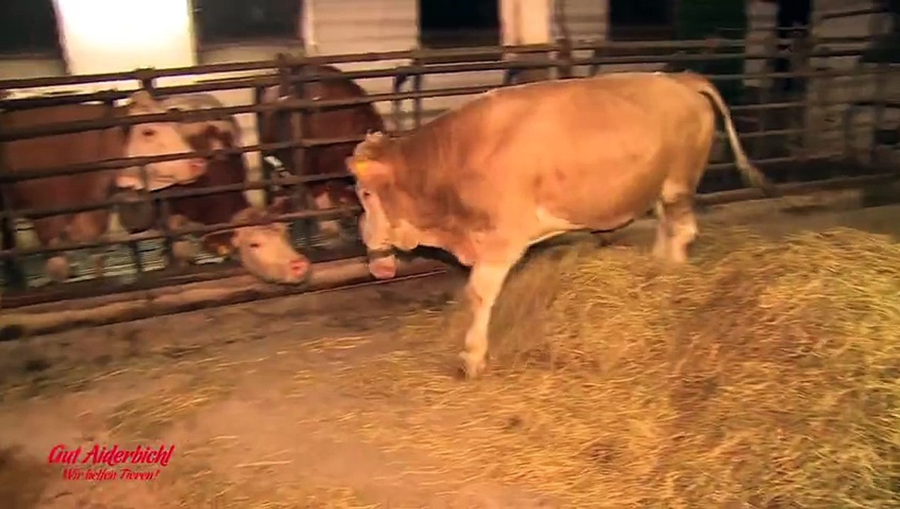 Enfermé depuis toujours, ce taureau va finalement connaître la liberté.