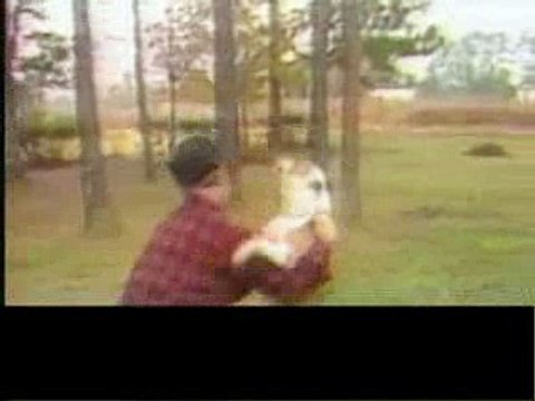 Собака лазит по деревьям