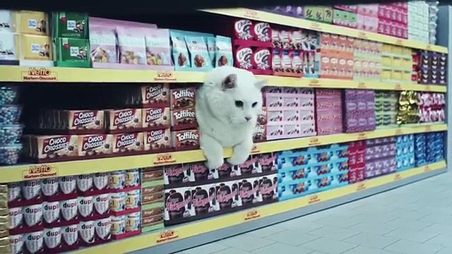 Des chats stars d'une pub pour...Netto !