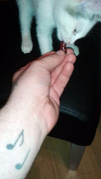 Harvey am 10.06.2015