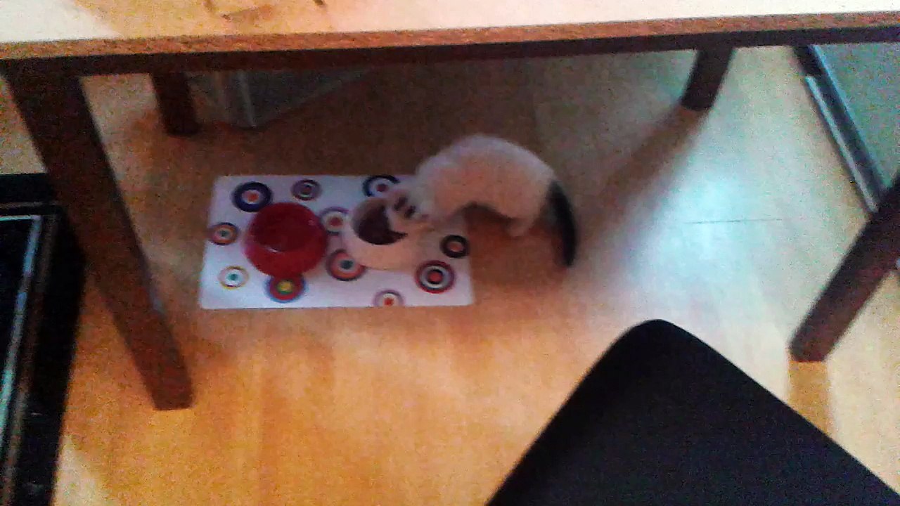 Harvey am 06.06.2015