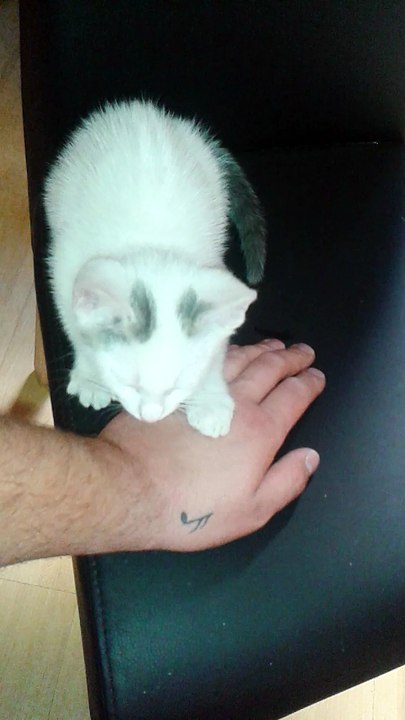 Harvey am 08.06.2015