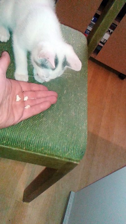 Harvey am 11.06.2015