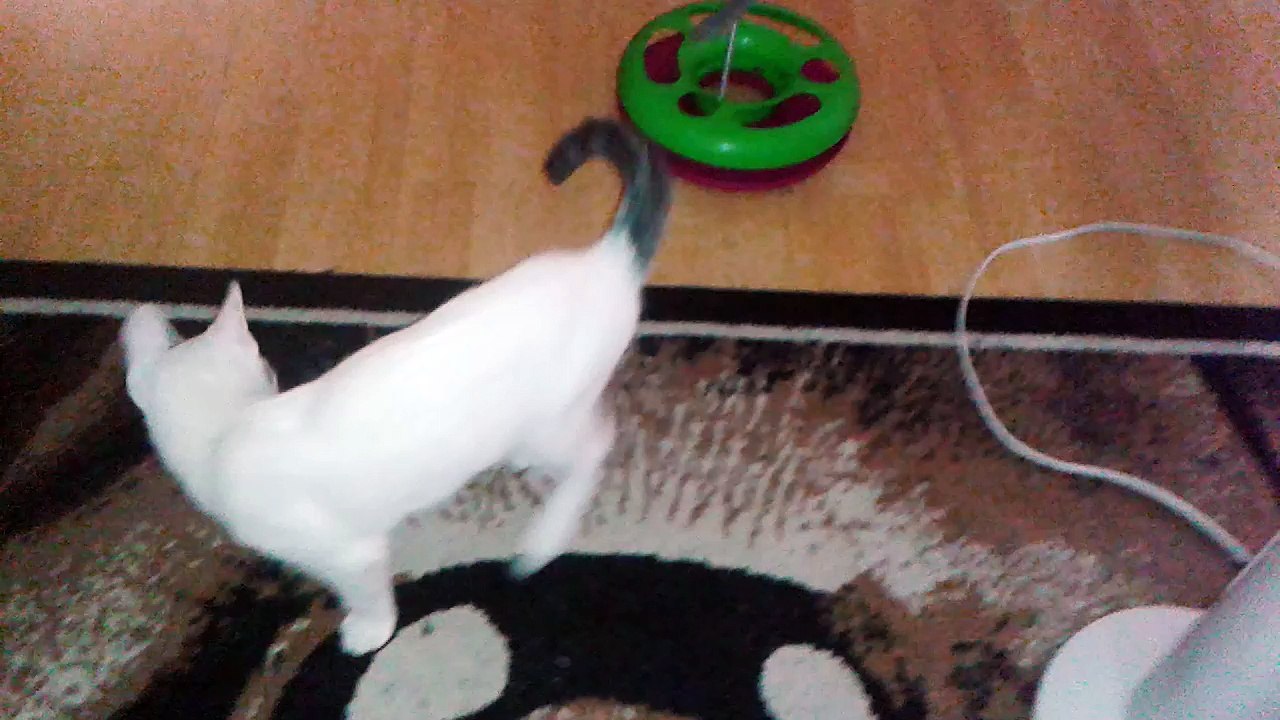 Harvey am 18.07.2015