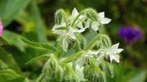 Borago officinalis Alba, White Borage, Weisser Borretsch, Gurkenkraut, Starflower, Herbs,