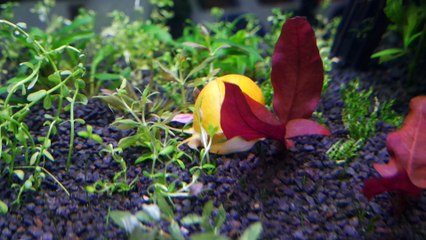 Ampularia (Pomacea Diffusa)