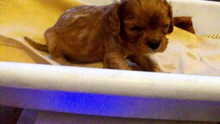 Cavalier King Charlies 28 days old - Lady