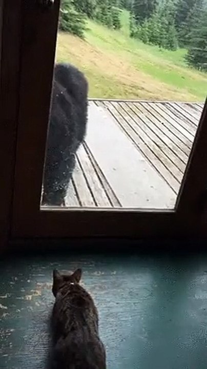 Cat Vs Bear Funny video